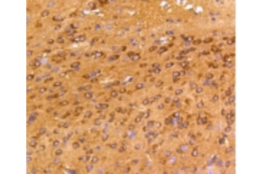 Anti-FAK Antibody from Bioworld Technology (BS9850M) - Antibodies.com