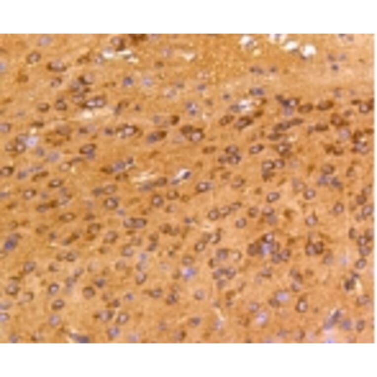 Anti-FAK Antibody from Bioworld Technology (BS9850M) - Antibodies.com