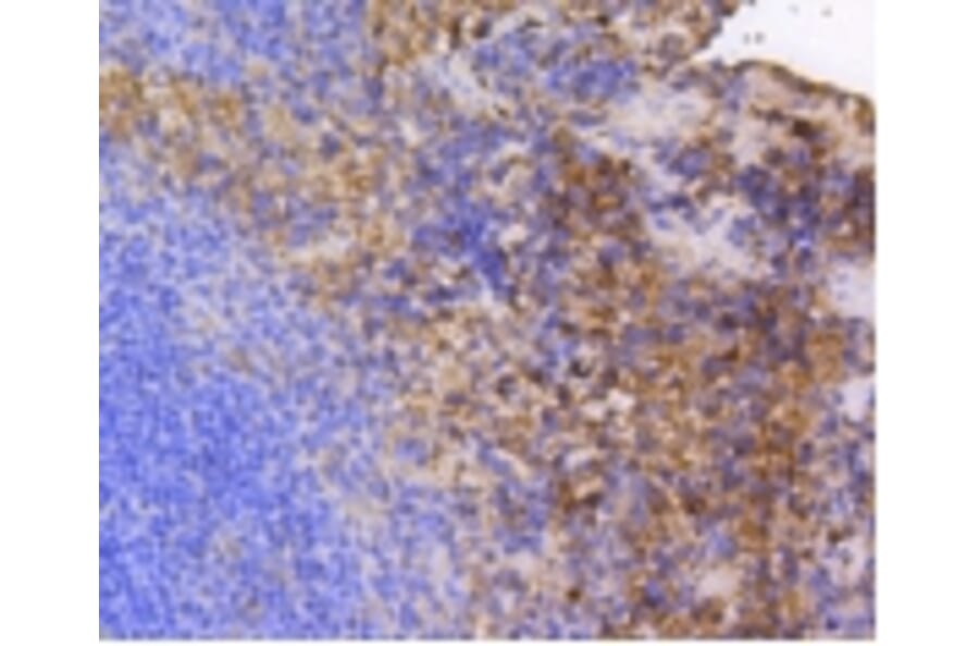 Anti-FAK Antibody from Bioworld Technology (BS9850M) - Antibodies.com