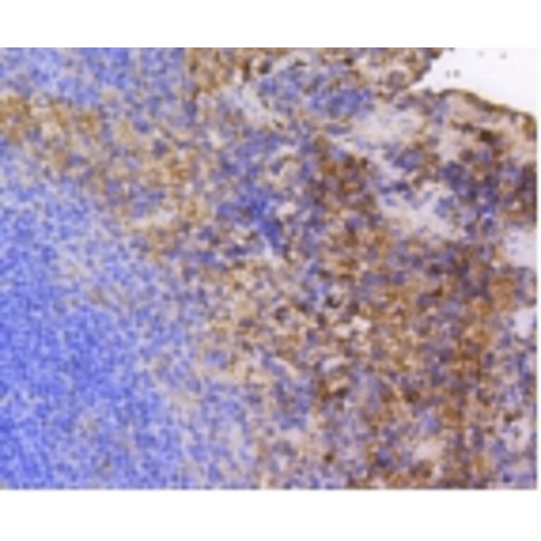Anti-FAK Antibody from Bioworld Technology (BS9850M) - Antibodies.com