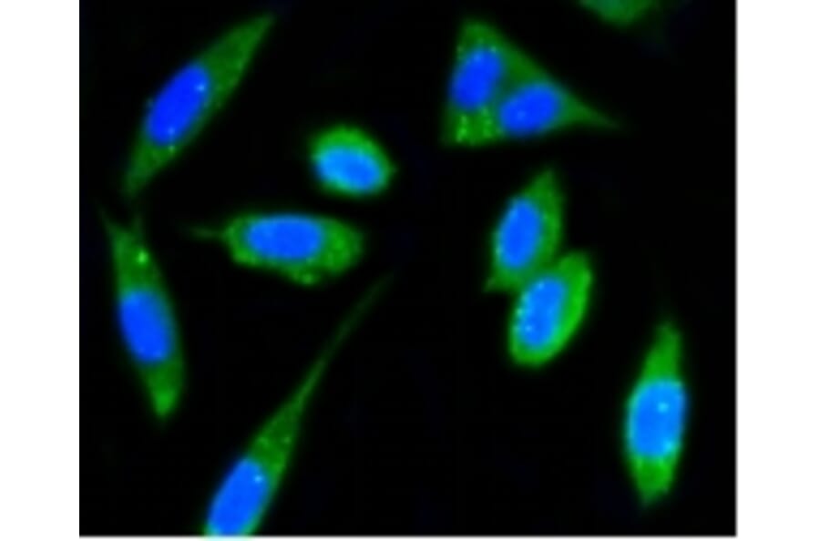 Anti-FAK Antibody from Bioworld Technology (BS9850M) - Antibodies.com