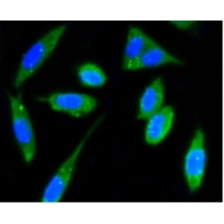 Anti-FAK Antibody from Bioworld Technology (BS9850M) - Antibodies.com