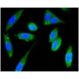 Anti-FAK Antibody from Bioworld Technology (BS9850M) - Antibodies.com