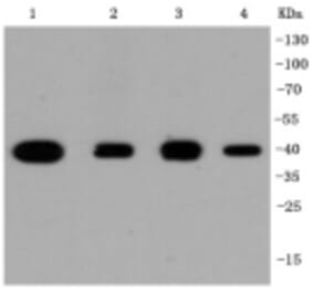 Anti-p38 Antibody from Bioworld Technology (BS9851M) - Antibodies.com