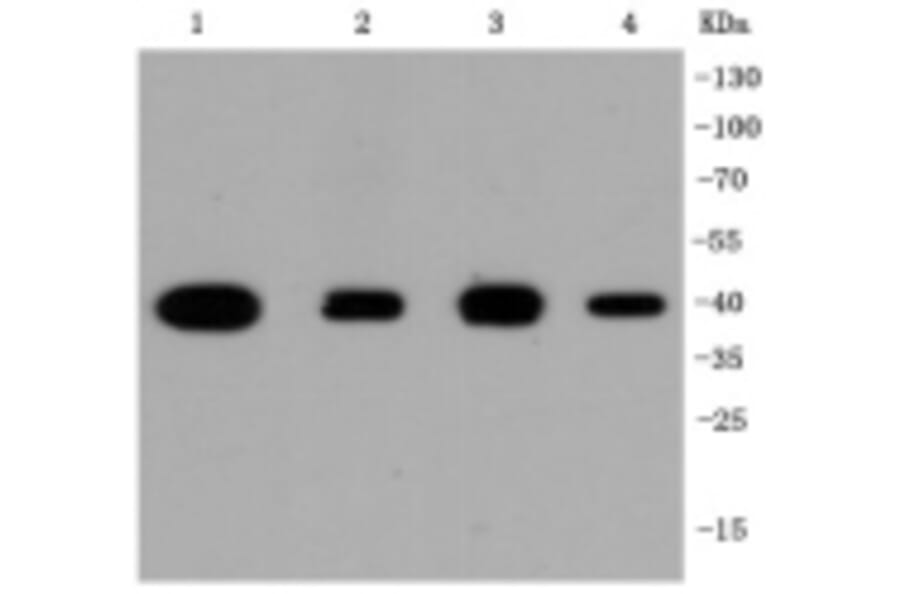 Anti-p38 Antibody from Bioworld Technology (BS9851M) - Antibodies.com