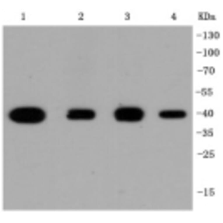 Anti-p38 Antibody from Bioworld Technology (BS9851M) - Antibodies.com