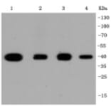 Anti-p38 Antibody from Bioworld Technology (BS9851M) - Antibodies.com