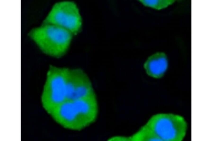 Anti-p38 Antibody from Bioworld Technology (BS9851M) - Antibodies.com