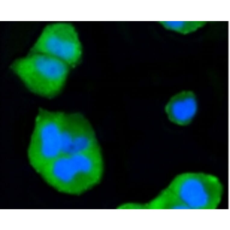 Anti-p38 Antibody from Bioworld Technology (BS9851M) - Antibodies.com