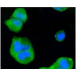 Anti-p38 Antibody from Bioworld Technology (BS9851M) - Antibodies.com