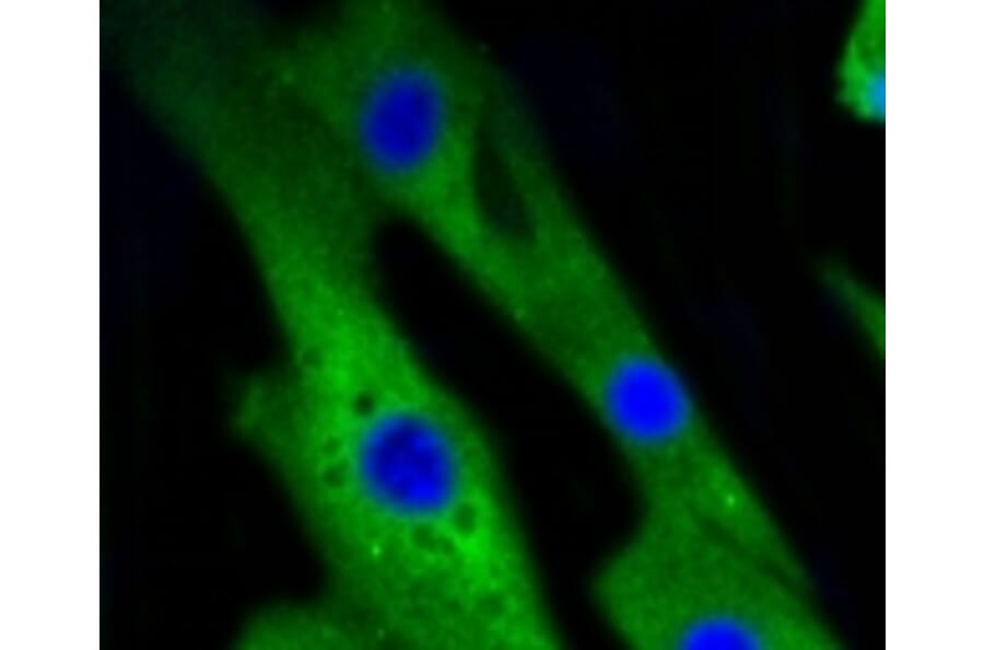 Anti-p38 Antibody from Bioworld Technology (BS9851M) - Antibodies.com