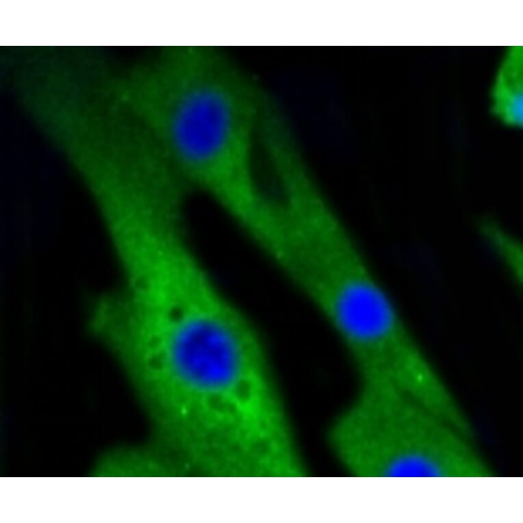 Anti-p38 Antibody from Bioworld Technology (BS9851M) - Antibodies.com