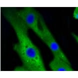 Anti-p38 Antibody from Bioworld Technology (BS9851M) - Antibodies.com