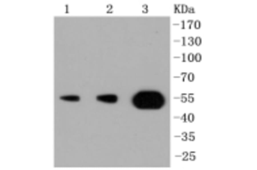 Anti-PI3K p55γ Antibody from Bioworld Technology (BS9852M) - Antibodies.com