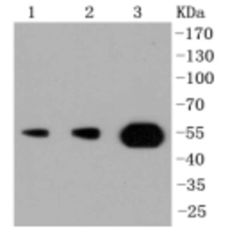 Anti-PI3K p55γ Antibody from Bioworld Technology (BS9852M) - Antibodies.com