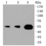 Anti-PI3K p55γ Antibody from Bioworld Technology (BS9852M) - Antibodies.com