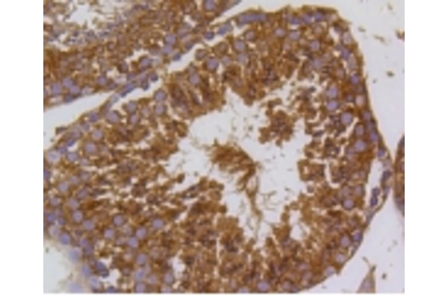 Anti-PI3K p55γ Antibody from Bioworld Technology (BS9852M) - Antibodies.com