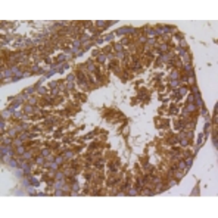 Anti-PI3K p55γ Antibody from Bioworld Technology (BS9852M) - Antibodies.com