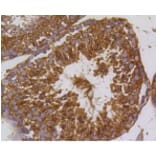 Anti-PI3K p55γ Antibody from Bioworld Technology (BS9852M) - Antibodies.com