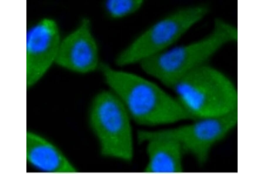 Anti-PI3K p55γ Antibody from Bioworld Technology (BS9852M) - Antibodies.com
