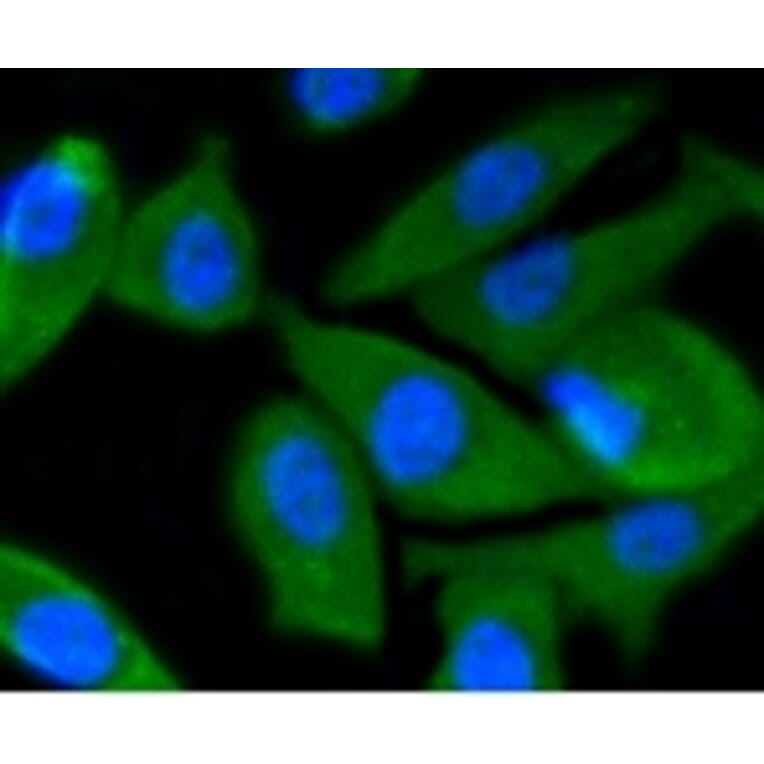 Anti-PI3K p55γ Antibody from Bioworld Technology (BS9852M) - Antibodies.com