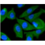 Anti-PI3K p55γ Antibody from Bioworld Technology (BS9852M) - Antibodies.com