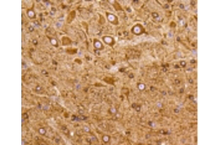 Anti-PI3K p55γ Antibody from Bioworld Technology (BS9852M) - Antibodies.com