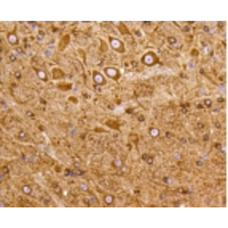 Anti-PI3K p55γ Antibody from Bioworld Technology (BS9852M) - Antibodies.com