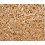 Anti-PI3K p55γ Antibody from Bioworld Technology (BS9852M) - Antibodies.com