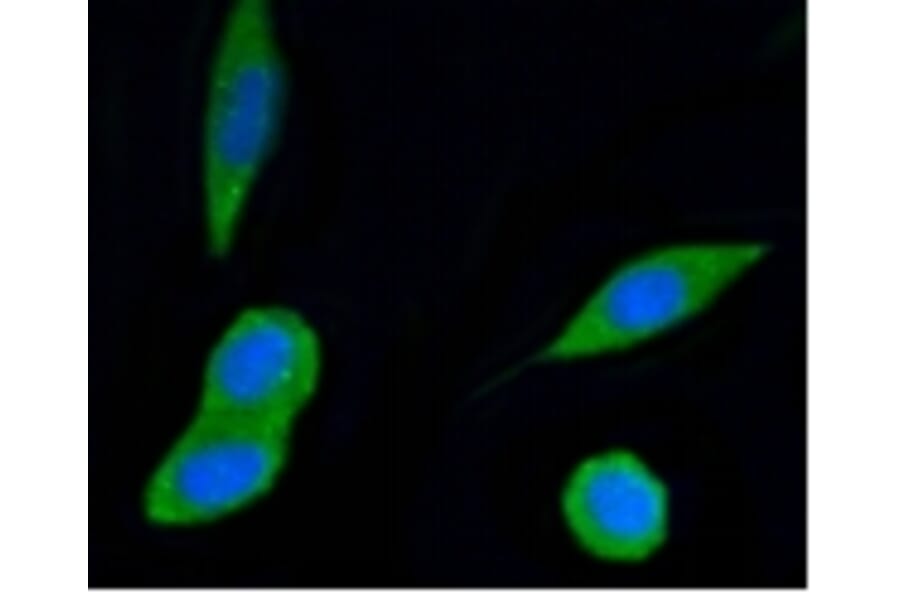 Anti-PI3K p55γ Antibody from Bioworld Technology (BS9852M) - Antibodies.com