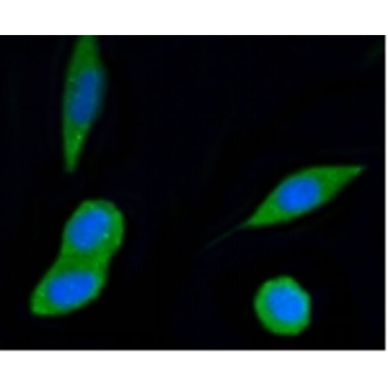 Anti-PI3K p55γ Antibody from Bioworld Technology (BS9852M) - Antibodies.com