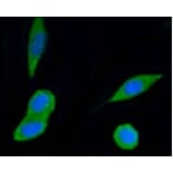Anti-PI3K p55γ Antibody from Bioworld Technology (BS9852M) - Antibodies.com
