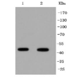 Anti-IRF1 Antibody from Bioworld Technology (BS9853M) - Antibodies.com