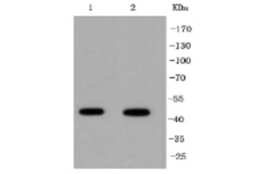Anti-IRF1 Antibody from Bioworld Technology (BS9853M) - Antibodies.com