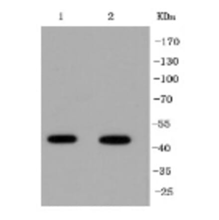 Anti-IRF1 Antibody from Bioworld Technology (BS9853M) - Antibodies.com