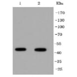 Anti-IRF1 Antibody from Bioworld Technology (BS9853M) - Antibodies.com