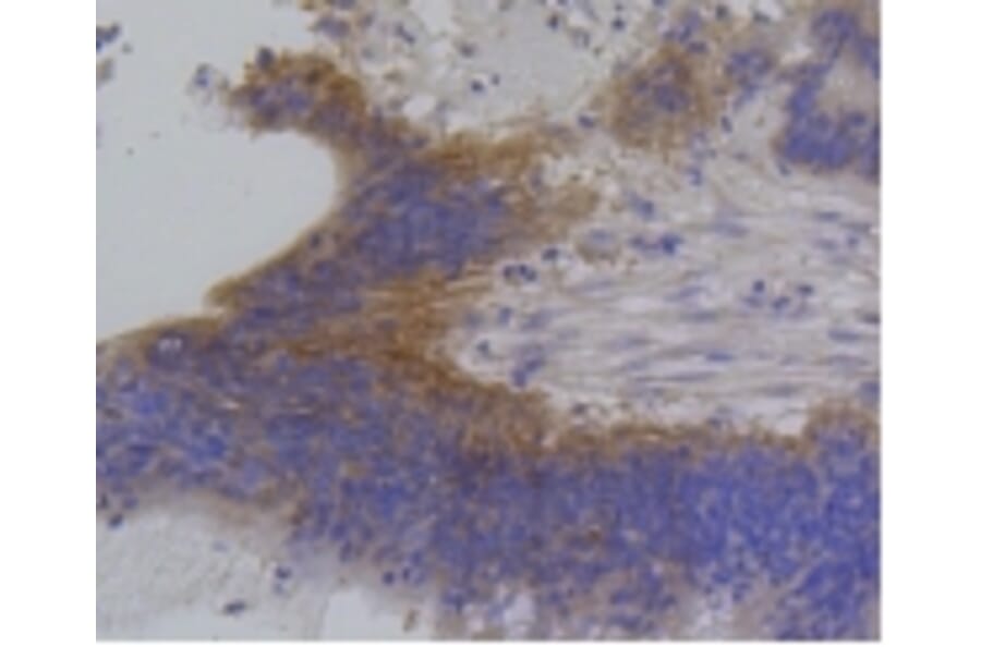 Anti-IRF1 Antibody from Bioworld Technology (BS9853M) - Antibodies.com