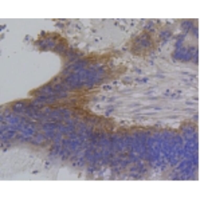 Anti-IRF1 Antibody from Bioworld Technology (BS9853M) - Antibodies.com