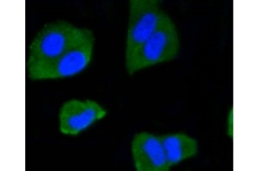 Anti-IRF1 Antibody from Bioworld Technology (BS9853M) - Antibodies.com
