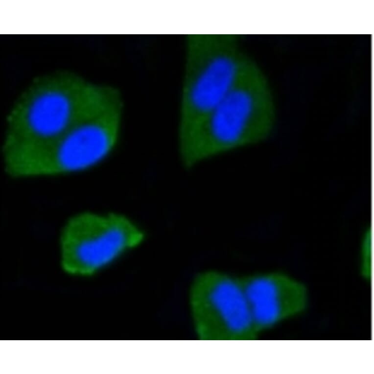 Anti-IRF1 Antibody from Bioworld Technology (BS9853M) - Antibodies.com