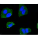 Anti-IRF1 Antibody from Bioworld Technology (BS9853M) - Antibodies.com