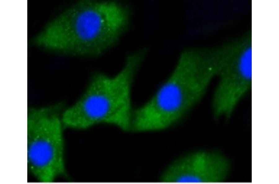 Anti-IRF1 Antibody from Bioworld Technology (BS9853M) - Antibodies.com