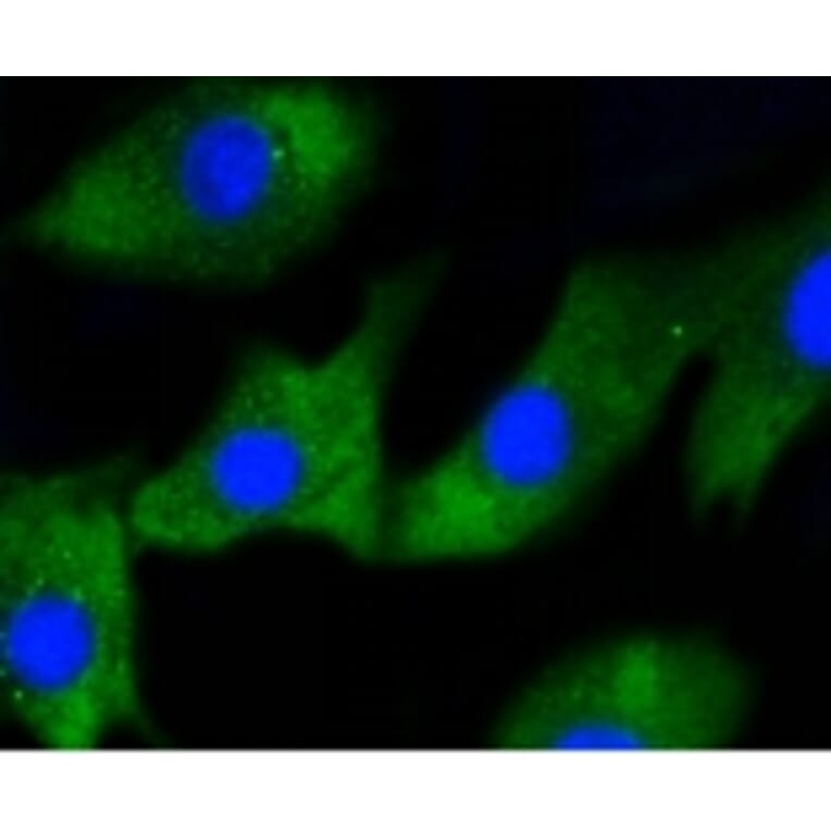 Anti-IRF1 Antibody from Bioworld Technology (BS9853M) - Antibodies.com