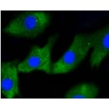 Anti-IRF1 Antibody from Bioworld Technology (BS9853M) - Antibodies.com