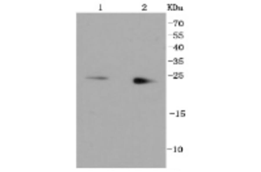 Anti-Rab9 Antibody from Bioworld Technology (BS9854M) - Antibodies.com