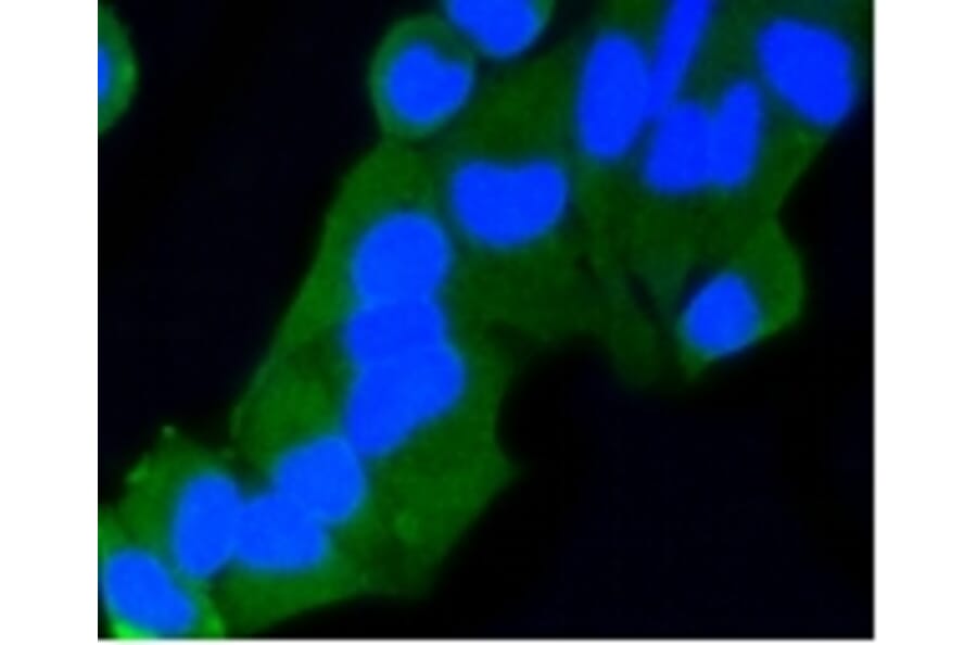 Anti-Rab9 Antibody from Bioworld Technology (BS9854M) - Antibodies.com