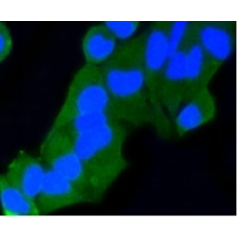 Anti-Rab9 Antibody from Bioworld Technology (BS9854M) - Antibodies.com