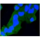 Anti-Rab9 Antibody from Bioworld Technology (BS9854M) - Antibodies.com