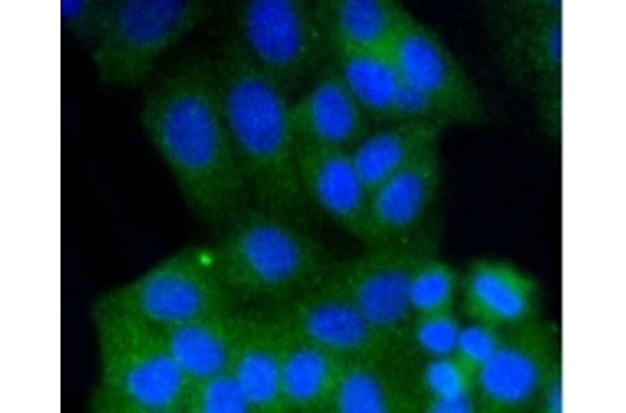 Anti-Rab9 Antibody from Bioworld Technology (BS9854M) - Antibodies.com