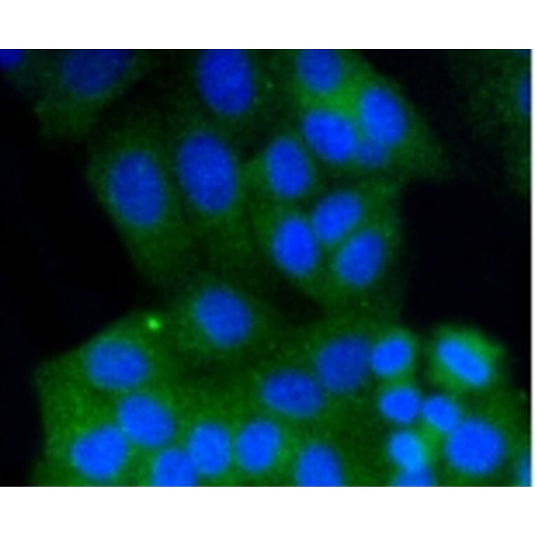 Anti-Rab9 Antibody from Bioworld Technology (BS9854M) - Antibodies.com